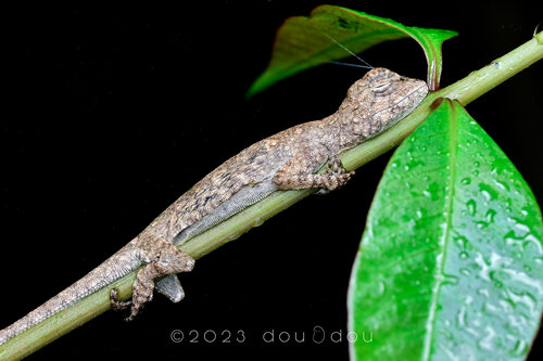 Subespecies Draco maculatus whiteheadi · iNaturalist Mexico