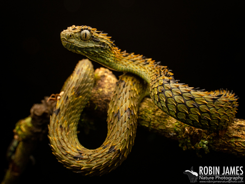 African Hairy Bush Viper
