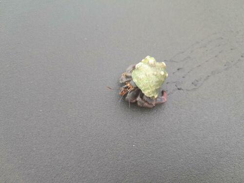 Red Land Hermit Crab