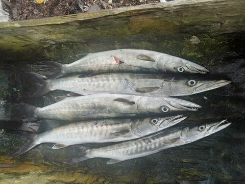 Guinean Barracuda