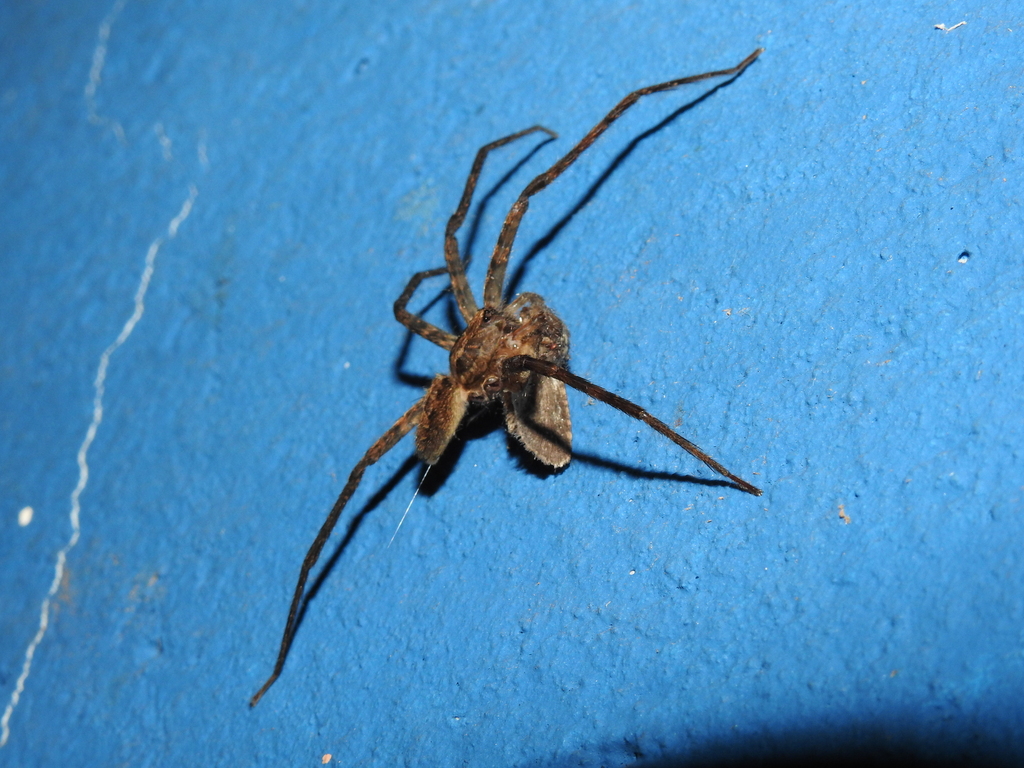 Wolf Spiders and Allies from Lagoa Formosa MG, 38720000, Brasil on