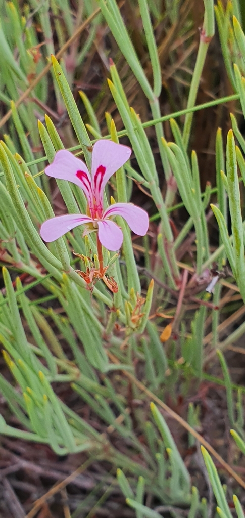 Cederberg spearleaf storksbill from Cederberg Municipality, South ...