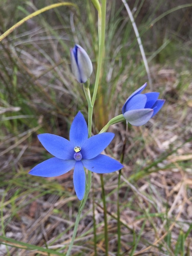 Blue Lady Orchid