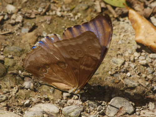 Morpho aurora