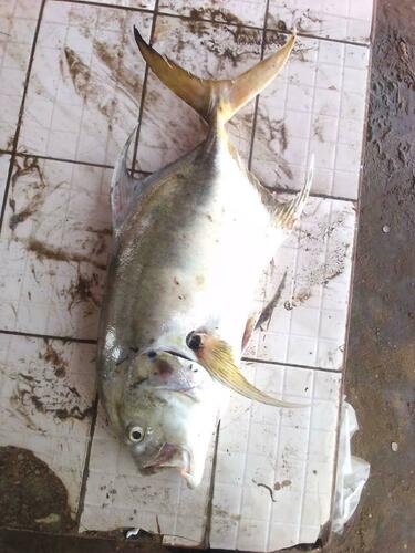 Longfin Crevalle Jack