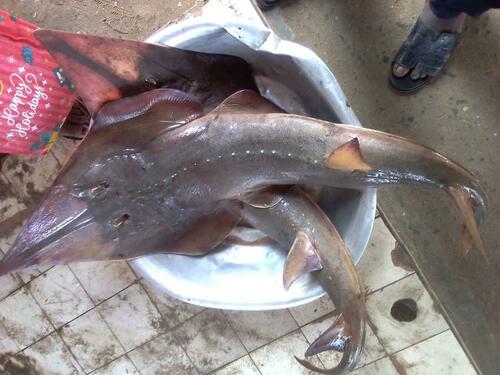 Blackchin Guitarfish