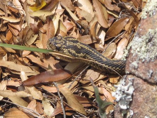 Totonacan Rattlesnake