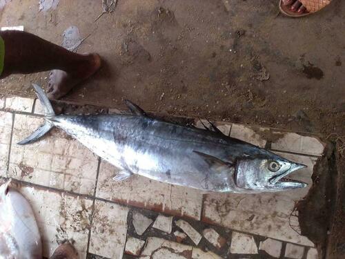 West African Spanish Mackerel
