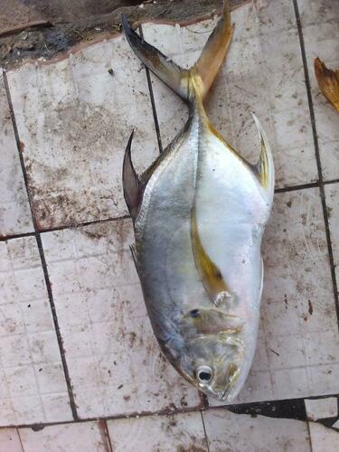 Longfin Crevalle Jack