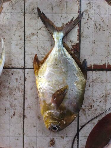 Shortfin Pompano