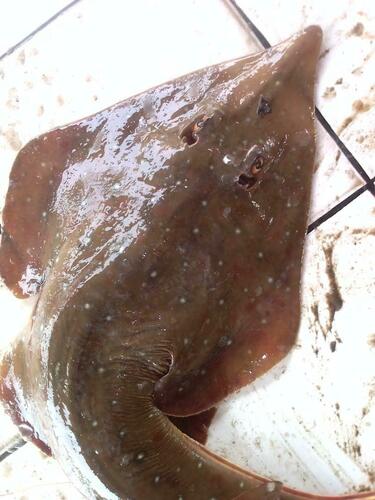 White-spotted Guitarfish