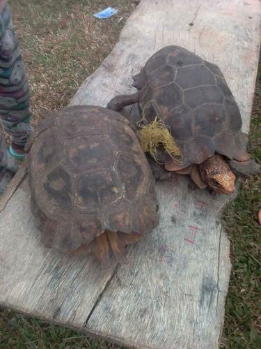 Eroded Hingeback Tortoise