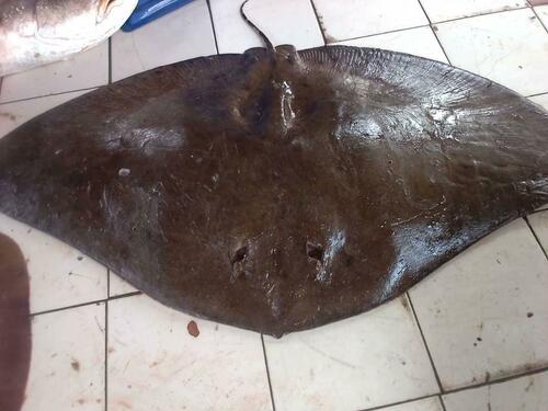Séret's Butterfly Ray