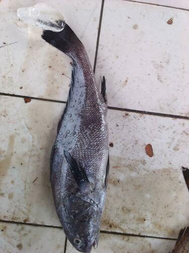 Cameroon Croaker