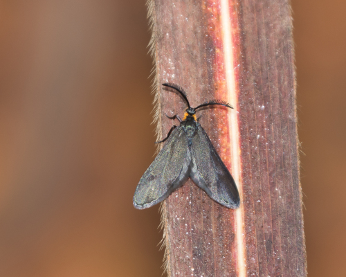 Genus Pycnoctena · iNaturalist United Kingdom