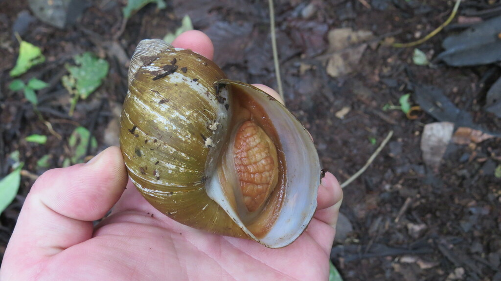 Megalobulimus popelairianus from Metropolitan District of Quito ...