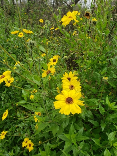 iNaturalist observation photo of California brittlebush