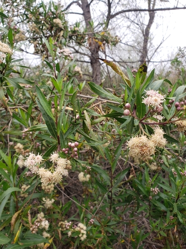 iNaturalist observation photo of mule fat