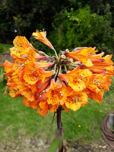Bomarea multiflora image