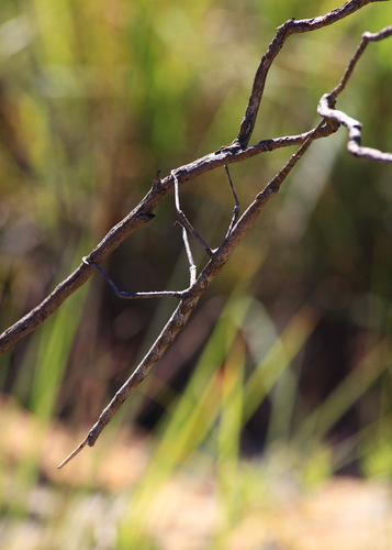 Achrioptera impennis