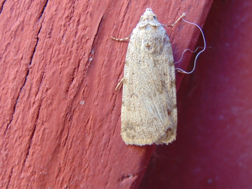 Autophila dilucida