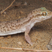 Eastern Fringe-toed Gecko - Photo (c) Atul Vartak, all rights reserved
