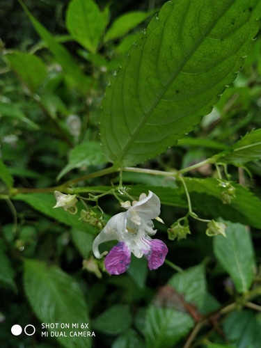 Impatiens tienmushanica