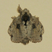 Euglyphis roxana - Photo (c) David Beadle, todos los derechos reservados, subido por David Beadle