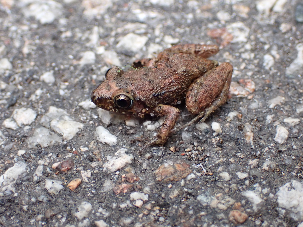 Greenhouse Frog from Lung Fu Shan Country Park, The Peak, HK on March ...