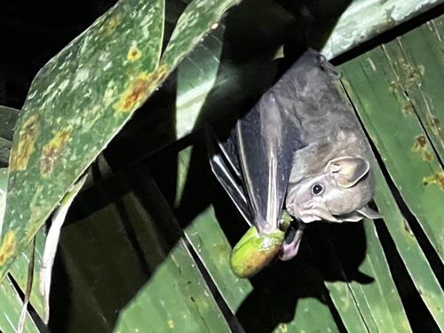 Andersen's Fruit-eating Bat (Dermanura anderseni) — Least Concern Mammalia