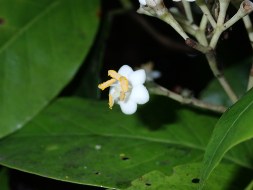 Chione venosa (Sw.) Urb.