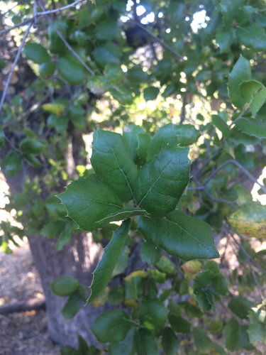 iNaturalist observation photo of coast live oak
