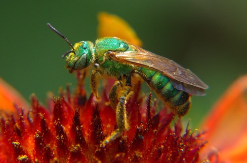 Brown-winged Striped Sweat Bee