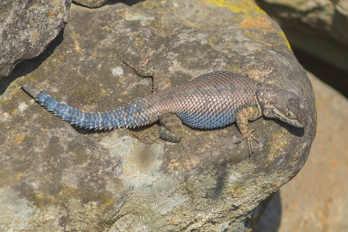 Duges' Spiny Lizard