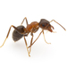 Central European Bicolored Ant - Photo (c) Arman, all rights reserved, uploaded by Arman