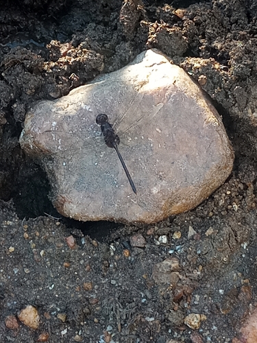 Pin-tailed Pondhawk