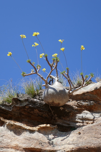 Elephant's Foot Plant