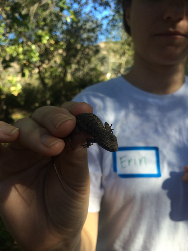 iNaturalist observation photo of Western Fence Lizard
