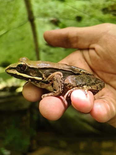 Highland Frog