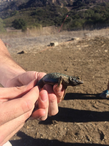 iNaturalist observation photo of Western Fence Lizard