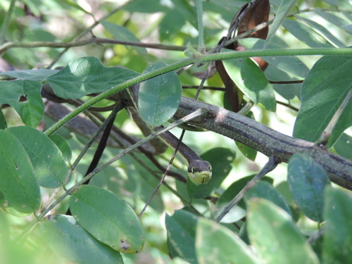 brown vine snake