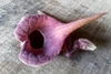 Aristolochia cardiantha - Photo (c) Mariana Bravo, all rights reserved, uploaded by Mariana Bravo