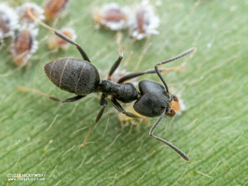 莫氏狡臭蚁Technomyrmex modiglianii