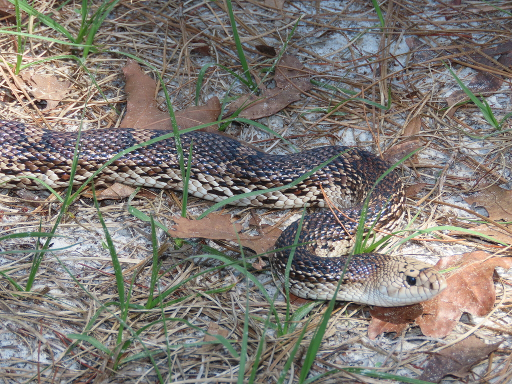 Florida Pine Snake In March 2023 By Rick Owen INaturalist   Large 