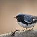 Black-throated Blue Warbler - Photo (c) Hydrobates tethys, all rights reserved, uploaded by Hydrobates tethys