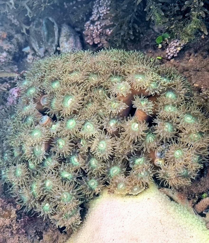 Duncanopsammia axifuga · iNaturalist