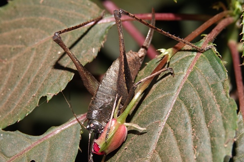 Apteroscirtus