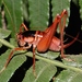 East African Weta - Photo (c) donchelu, all rights reserved, uploaded by donchelu