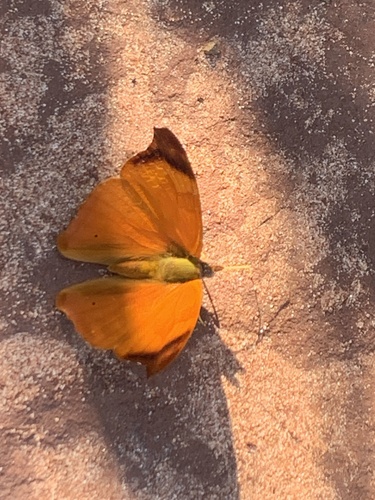 Orange Banner
