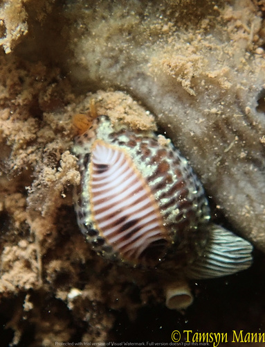 European cowrie